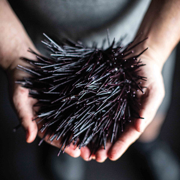 sea-urchin-uni