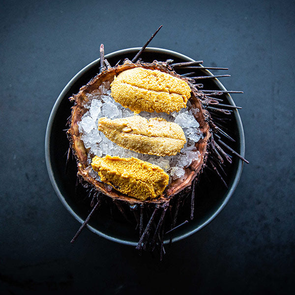 The Sea Urchin Uni You Need