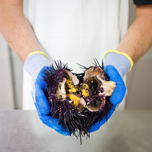 All About Sea Urchins