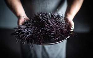 australian-sea-urchins
